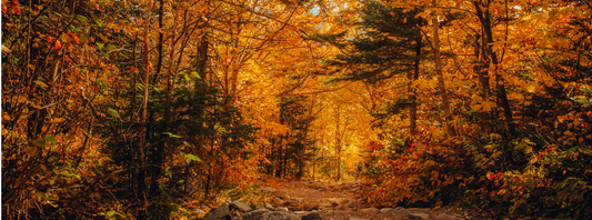 Bester Schlaf im Herbst