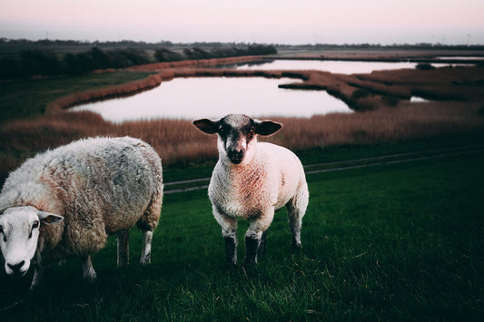 merino pyjamas