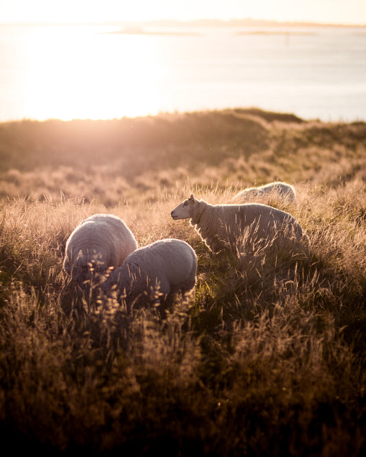 Merino Pyjama Schweiz