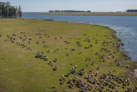 Wonderwool von Nativa™ – Komfort mit gutem Gewissen