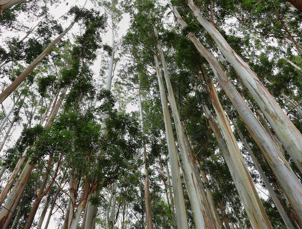 Herkunft Eukalyptus Fasern