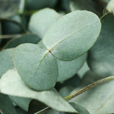 Kollagenpeptide &  Eukalyptus