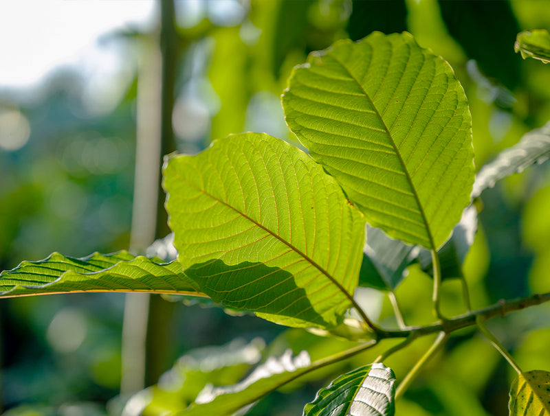 Die kraft pflanzlicher Fasern