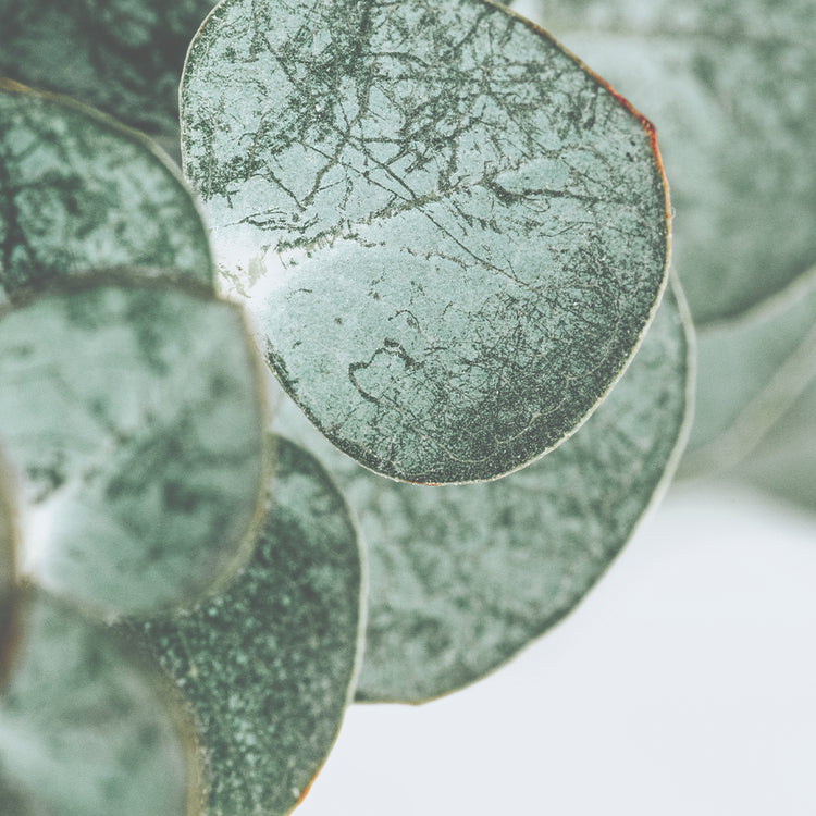 Eucalyptus rafraîchissant