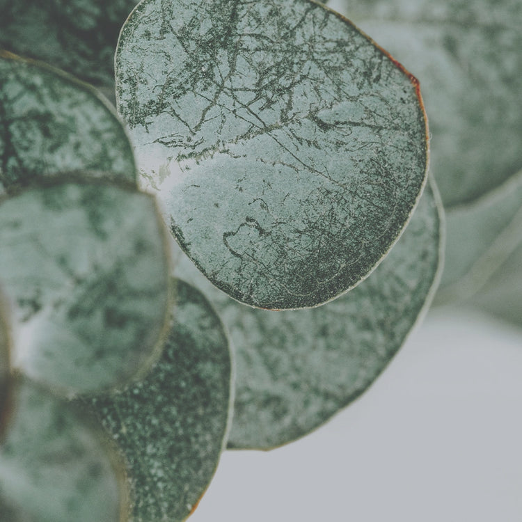 Zinc curatif et eucalyptus