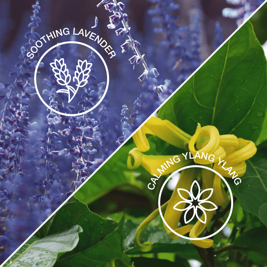 || Lavendel