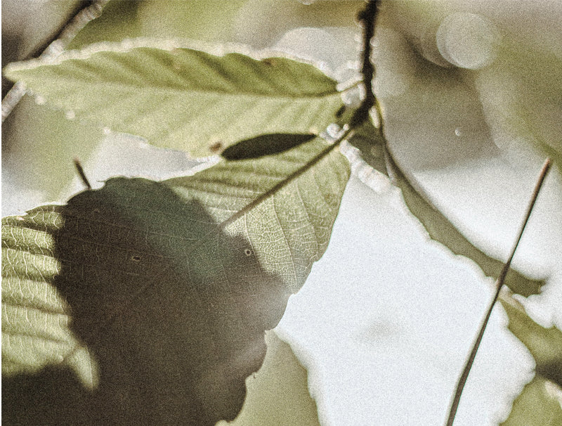 Die kraft pflanzlicher Fasern